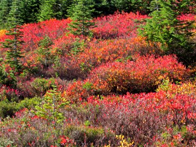 Autumn at Skyline Trail at Mt. Rainier NP in WA