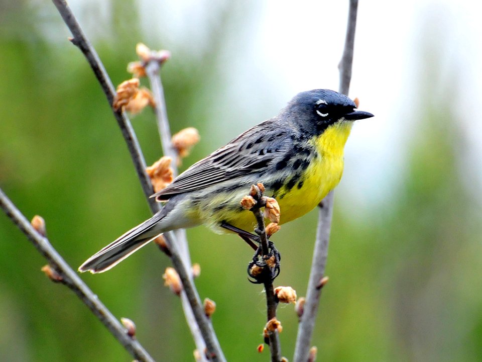 Kirtland's warbler