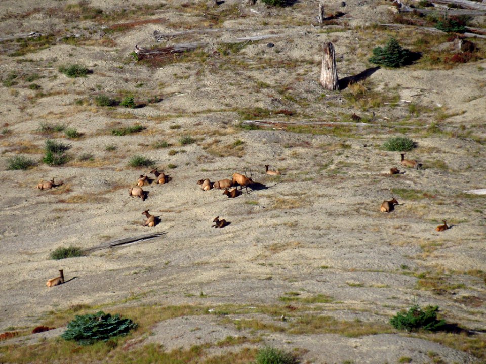 Elk Herd at Mt. Margaret Backcountry in WA