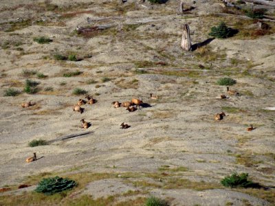 Elk Herd at Mt. Margaret Backcountry in WA
