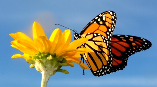 Monarch on false sunflower photo