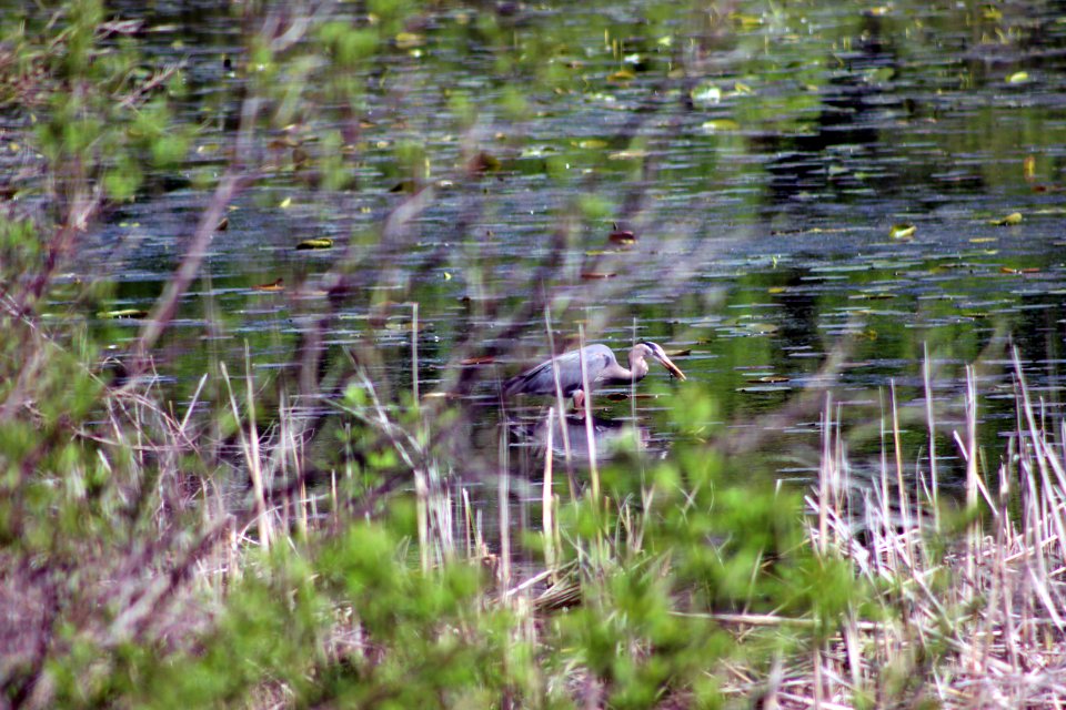 Great Blue Heron Catch