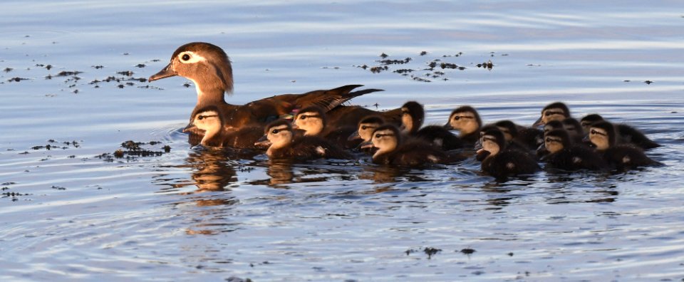 Wood duck and ducklings photo