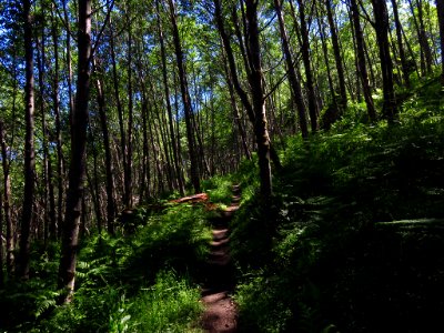 Coldwater Lake Trail at Mt. St. Helens NM in Washington photo