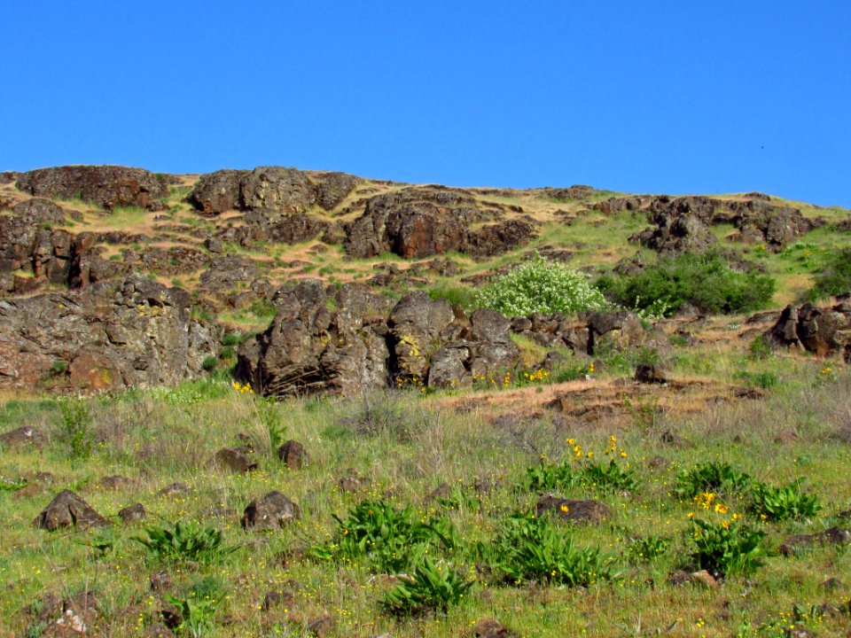 Crawford Oaks Trail at Columbia Hills SP in WA