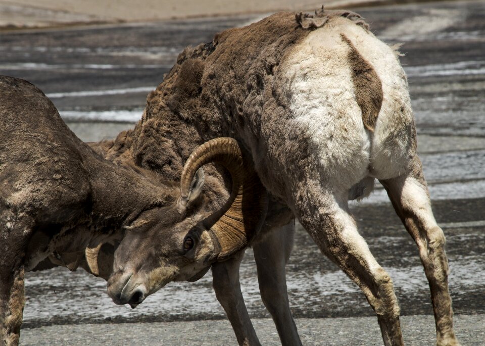 Animals nature competition