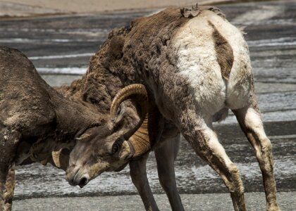 Animals nature competition
