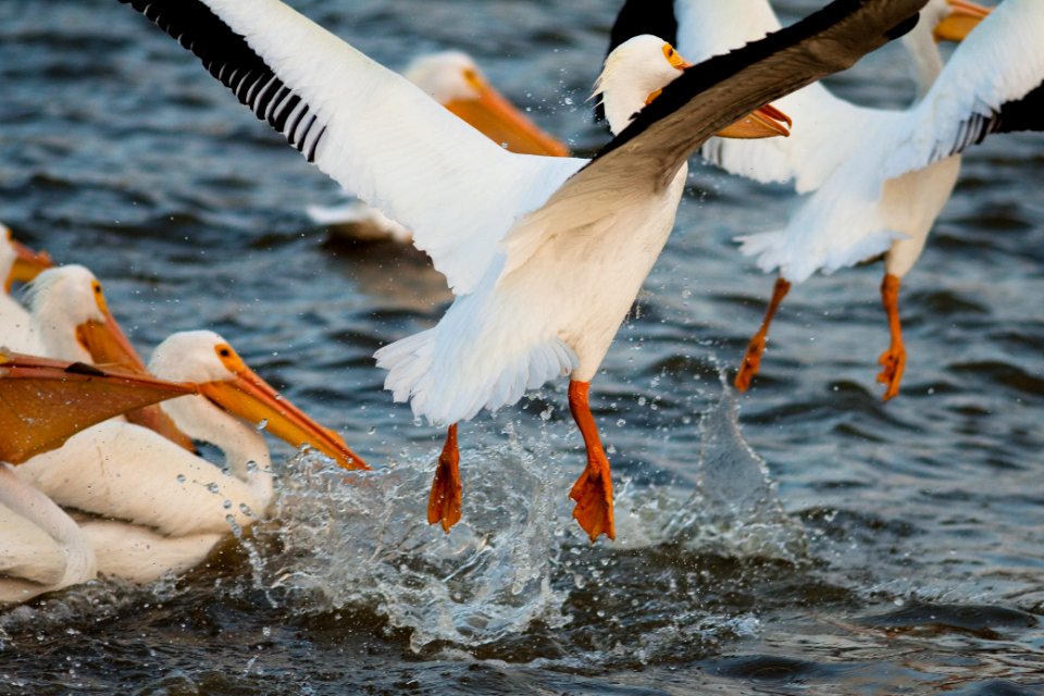 American White Pelican