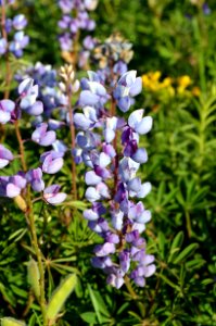 Wild Lupine photo