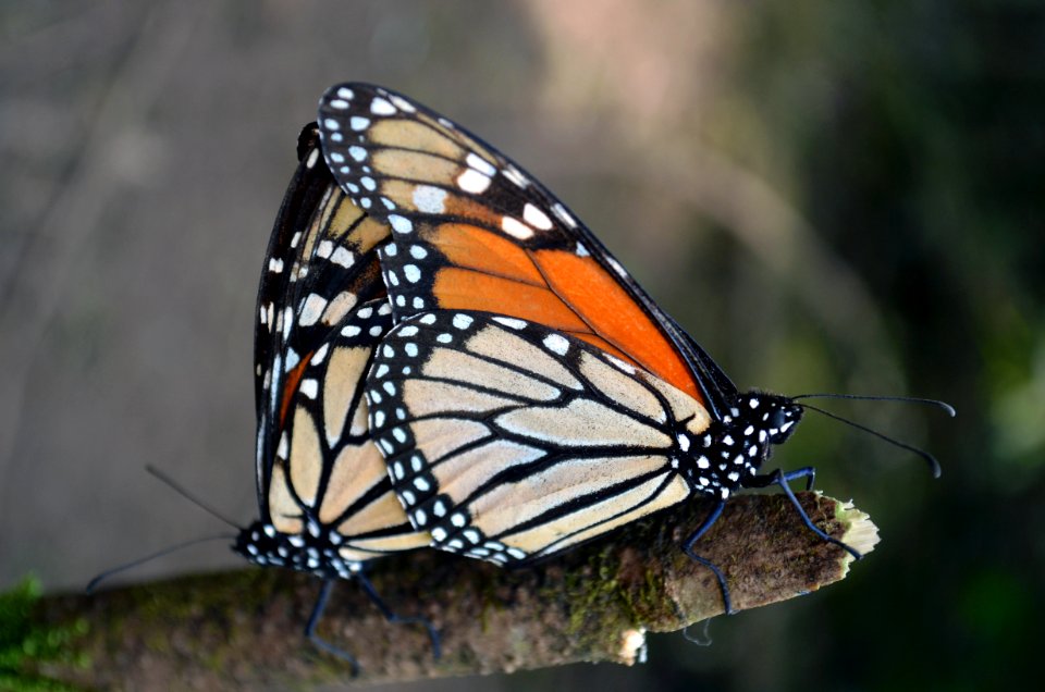 Monarchs in Mexico