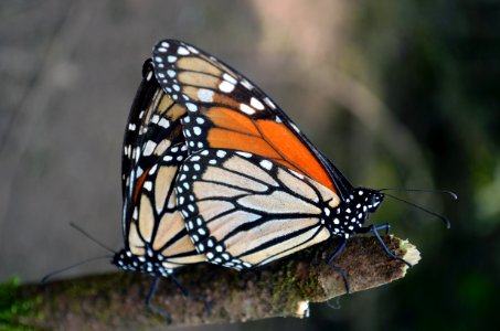 Monarchs in Mexico photo