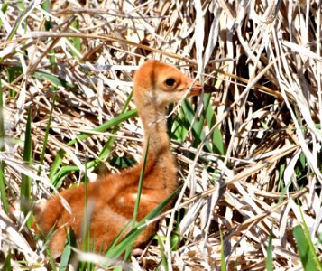 A sandhill crane colt on Schlee Waterfowl Production Area