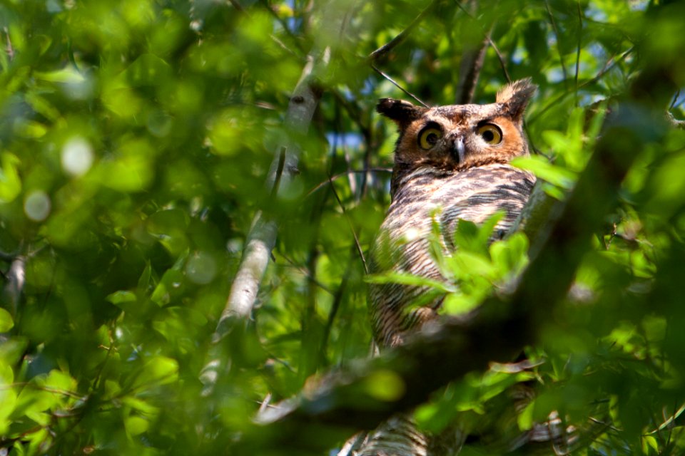 Great Horned Owl