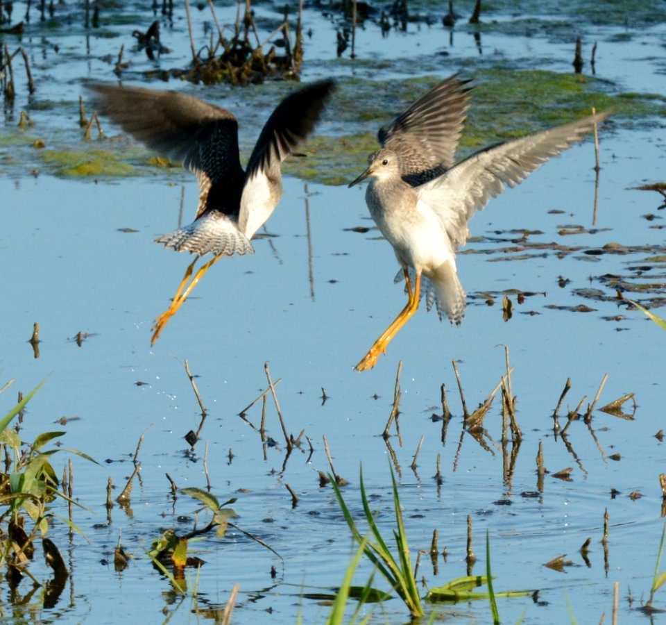 Yellowlegs at Shiawassee National Wildlife Refuge