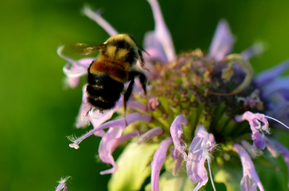 Rusty Patched Bumble Bee