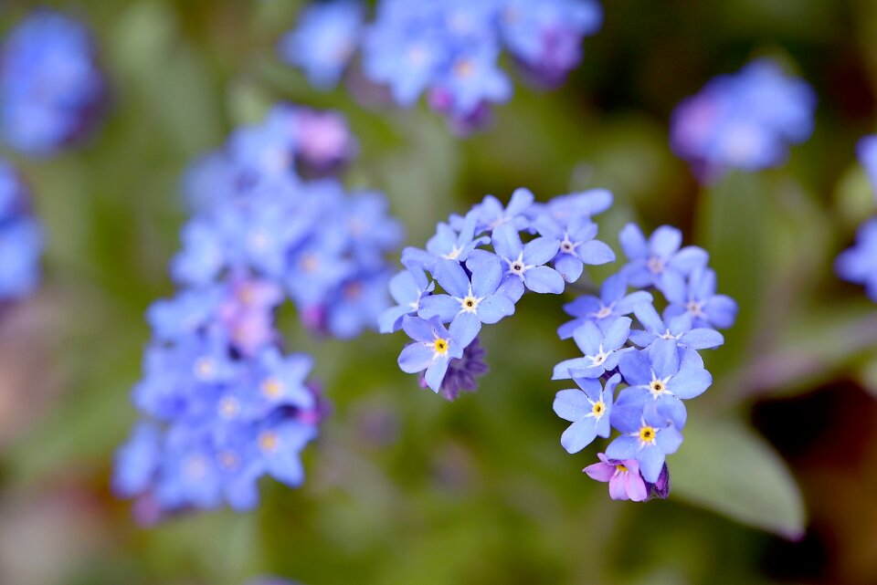Flowers blue pointed flower