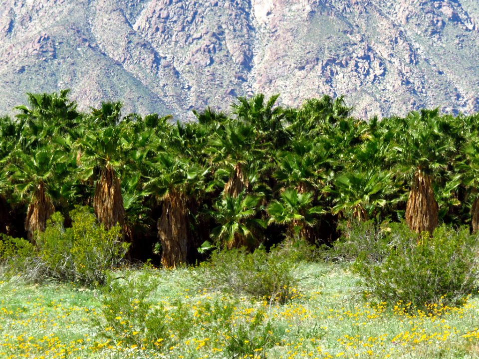 Henderson Canyon with Palms at Anza-Borrego Desert SP in CA photo
