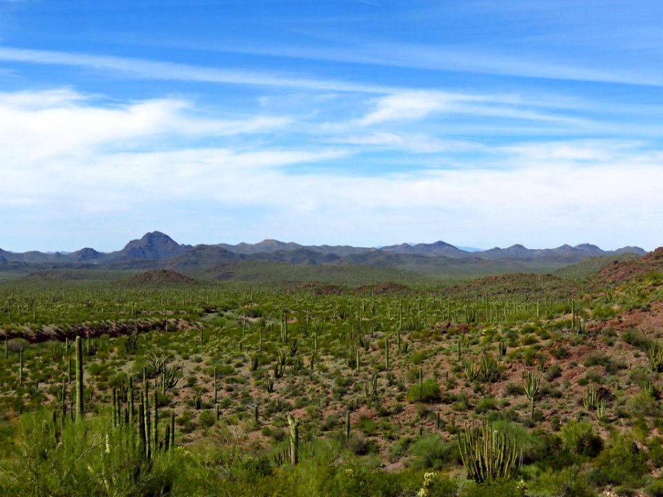 Organ Pipe Cactus NM in AZ