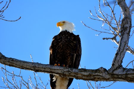 Bald Eagle photo