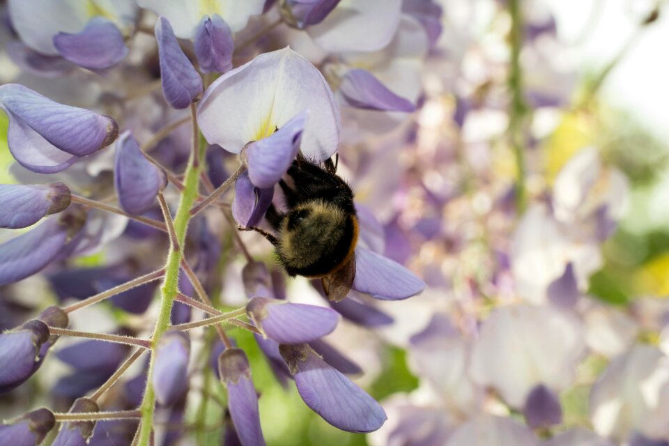 Nectar flowers wisteria