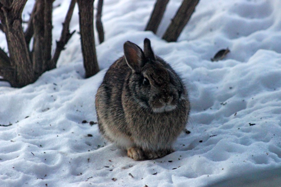 Eastern Cottontail
