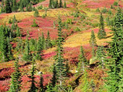 Autumn at Skyline Trail at Mt. Rainier NP in WA