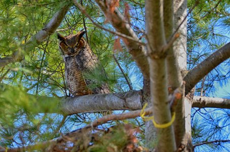 Great Horned Owl