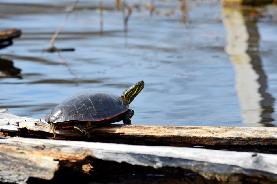Western Painted Turtle Sunning
