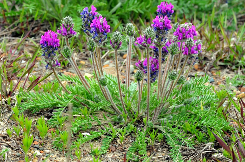 Fassett's Locoweed