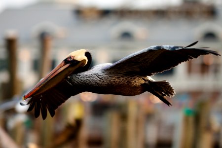 Brown Pelican photo