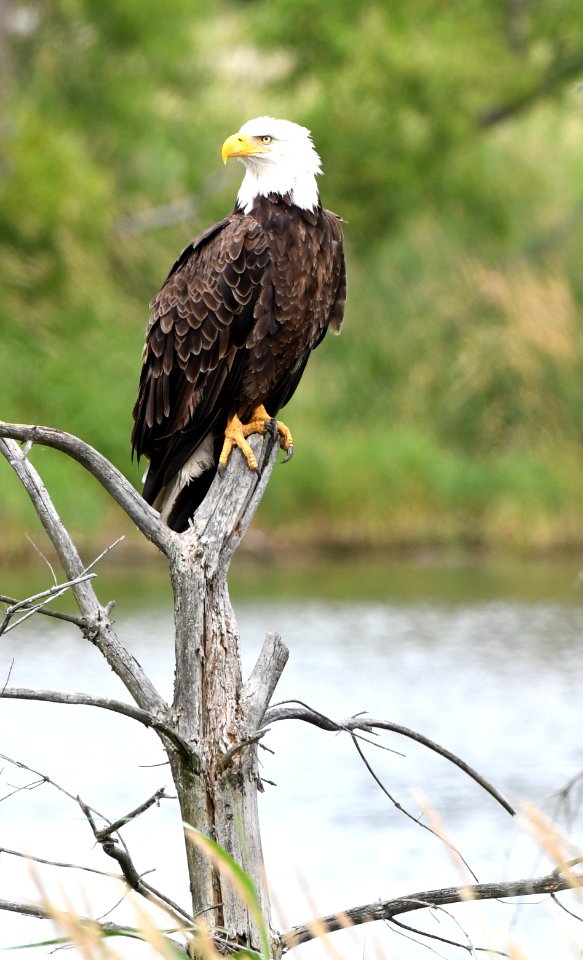 American Bald Eagle in East Lansing Michigan