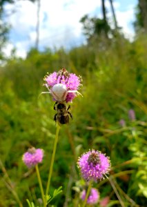 Crab Spider with Bumble Bee