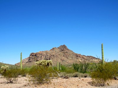 Organ Pipe Cactus NM in Arizona