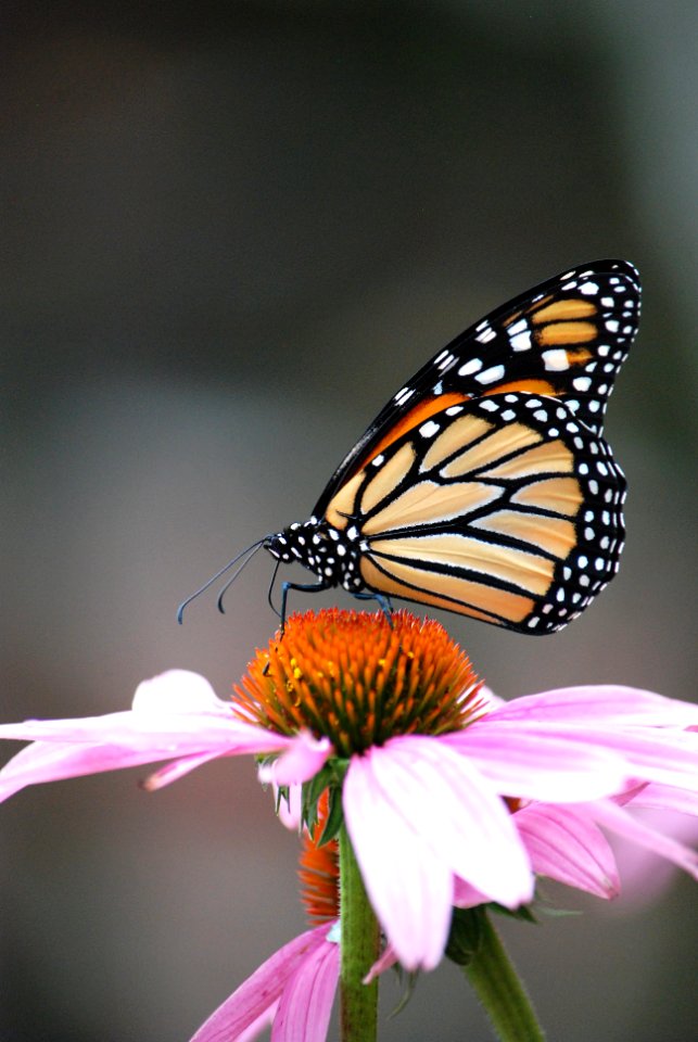 Monarch butterfly on purple coneflower
