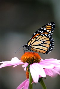 Monarch butterfly on purple coneflower photo