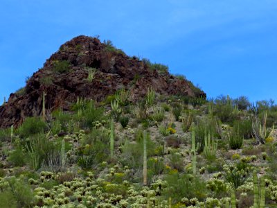 Organ Pipe Cactus NM in AZ