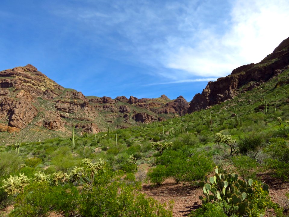 Organ Pipe Cactus NM in AZ