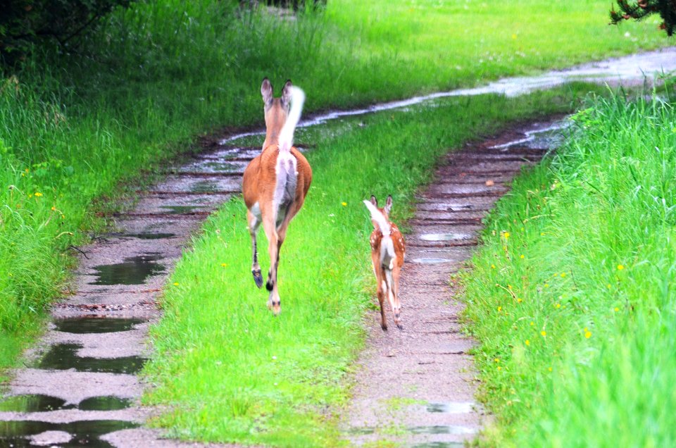 White-tailed Deer with Fawn photo