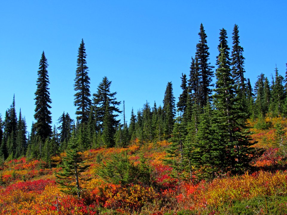 Autumn at Skyline Trail at Mt. Rainier NP in WA
