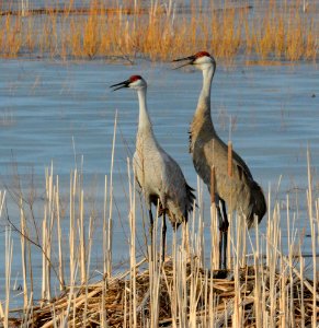 Sandhill cranes