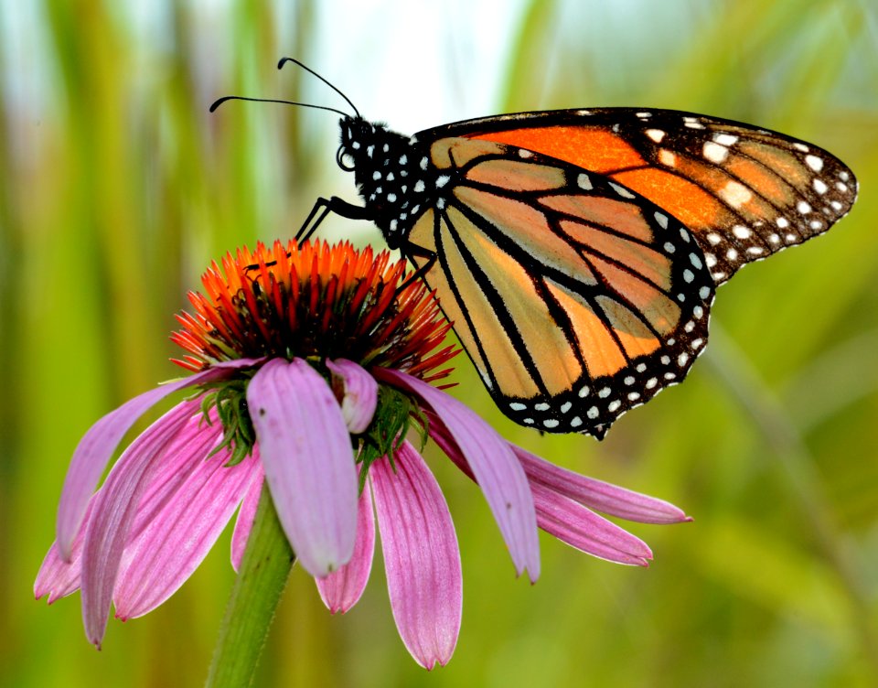 Monarch purple coneflower