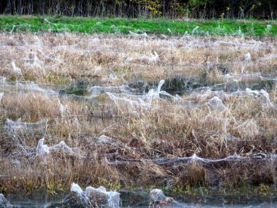 Spider Webs at Mingo National Wildlife Refuge