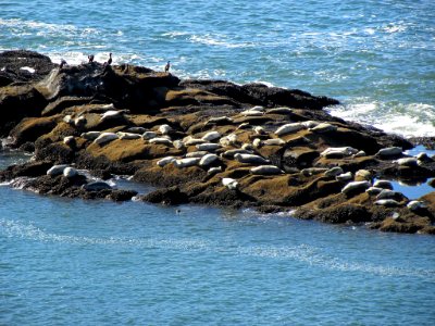 Yaquina Head in OR