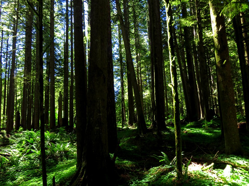 Larch Mountain in Oregon