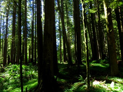 Larch Mountain in Oregon photo