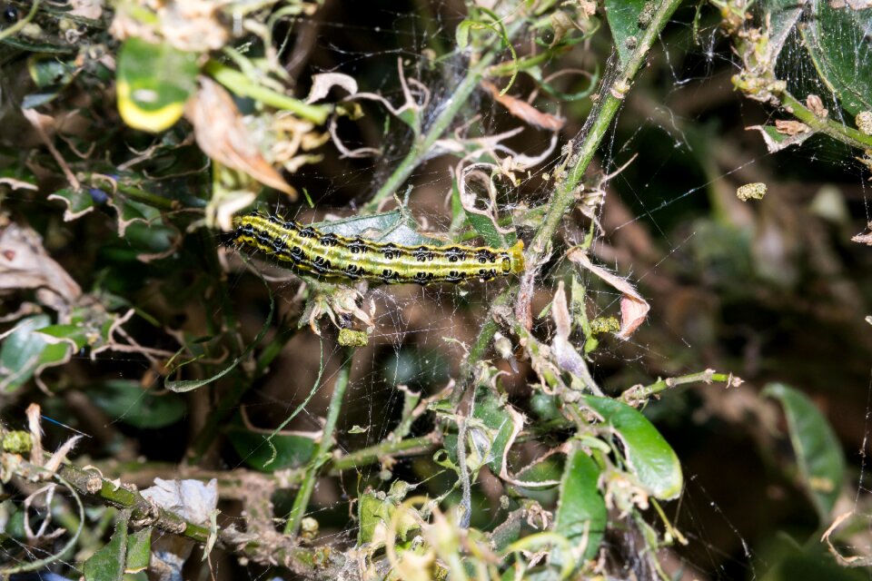 Leafes caterpillar larva