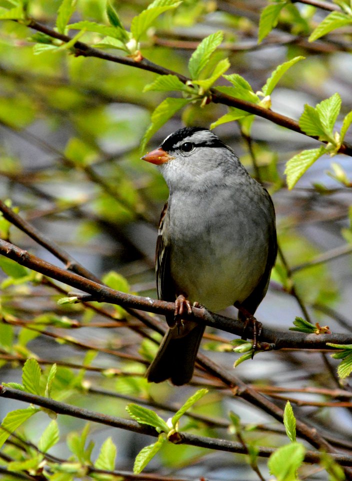 White-crowned sparrow