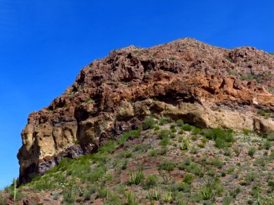 Organ Pipe Cactus NM in AZ photo