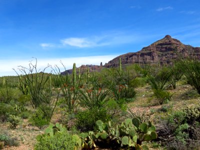Organ Pipe Cactus NM in AZ