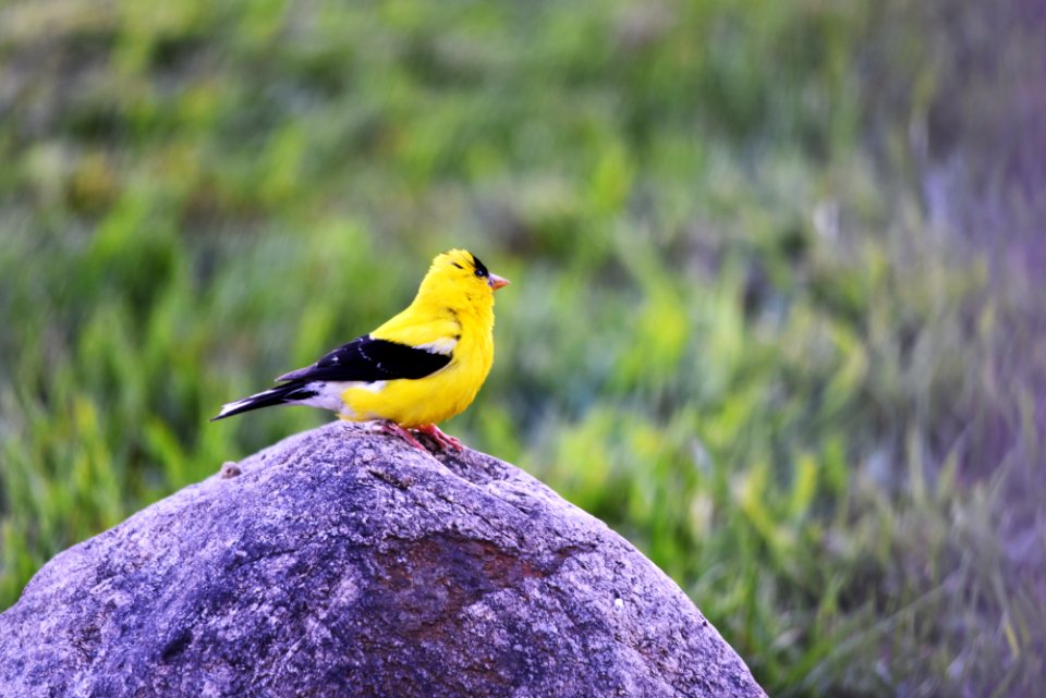 American Goldfinch